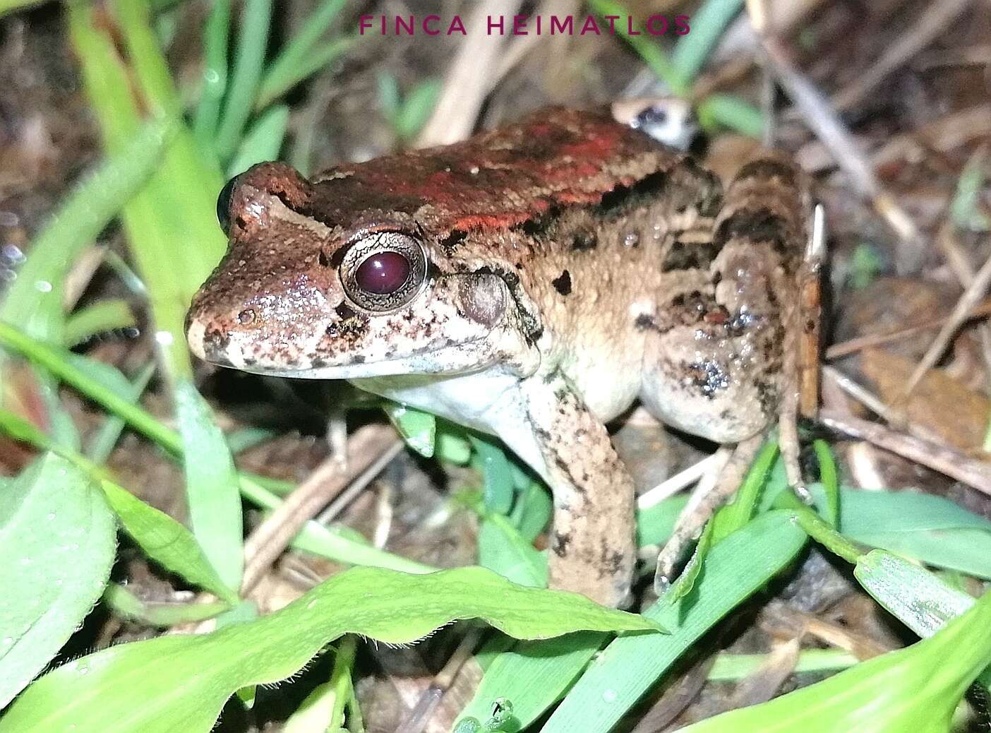 Image of Leptodactylus wagneri (Peters 1862)