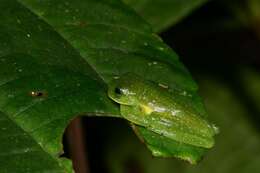 Image of Burrowes' Giant Glass Frog