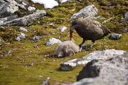 Image of Brown Skua