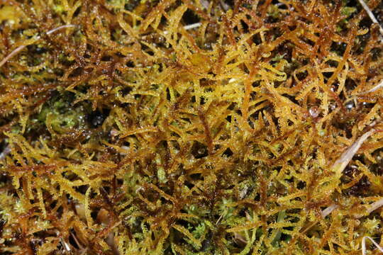 Image of hamatocaulis moss