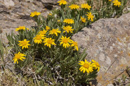 Image of alpine false goldenaster