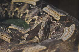 Image of Rhinoceros Viper