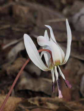 Image of Dog tooth lily