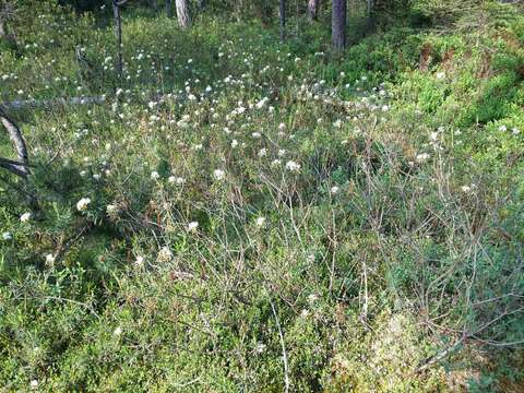 Imagem de Rhododendron tomentosum (Stokes) Harmaja