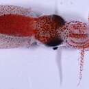 Image of glacial squid