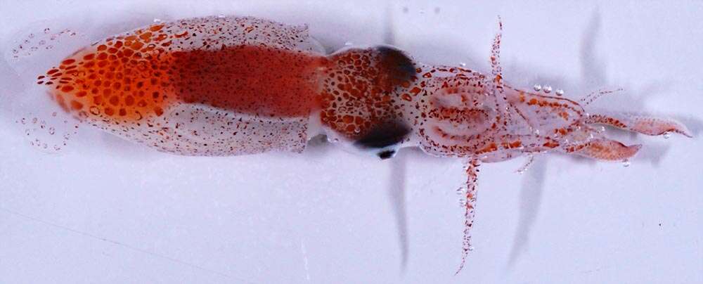 Sivun Psychroteuthis glacialis Thiele 1920 kuva