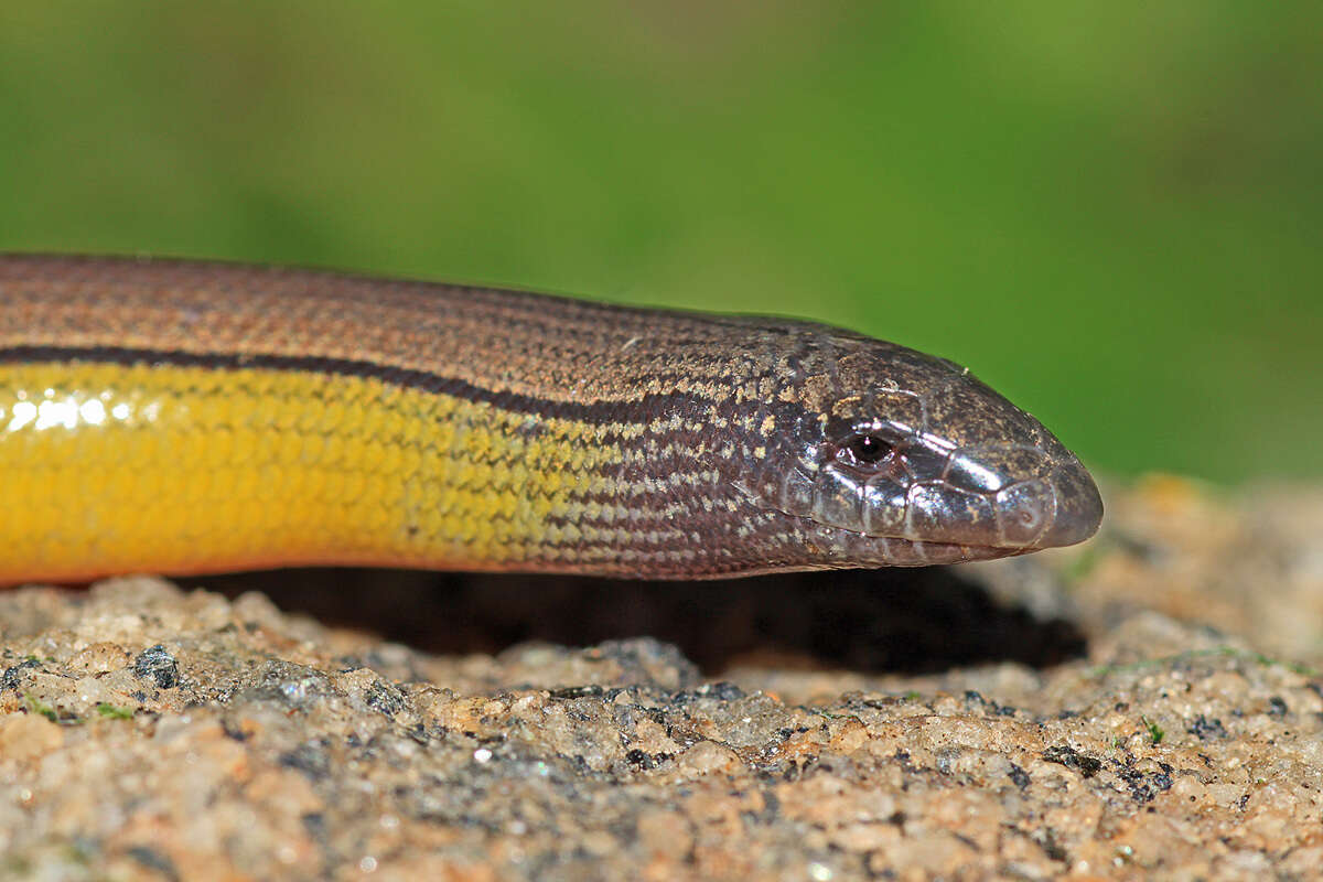 Image of San Diegan Legless Lizard