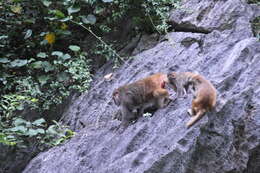 Image of Rhesus Monkey