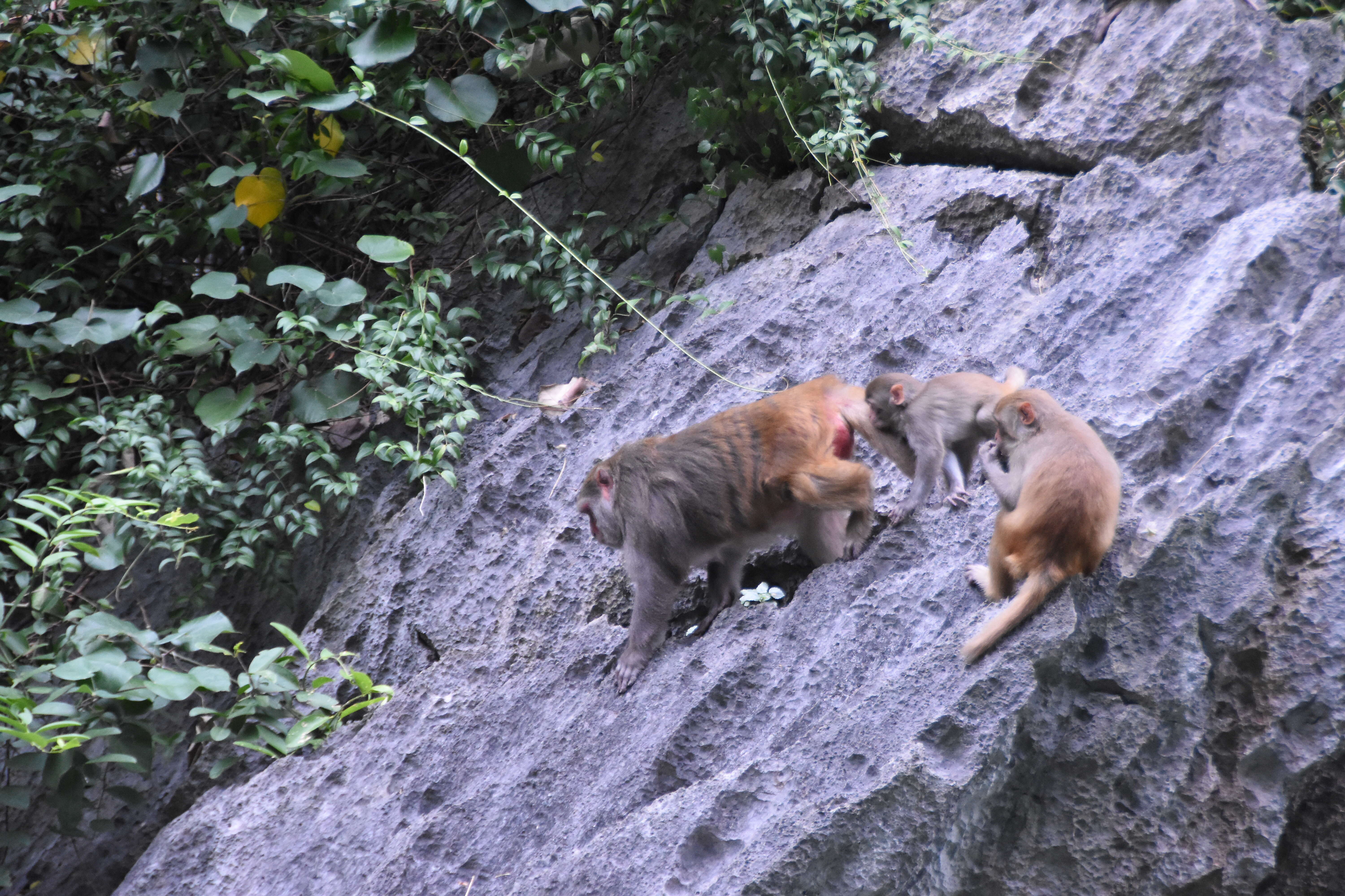 Image of Rhesus Monkey