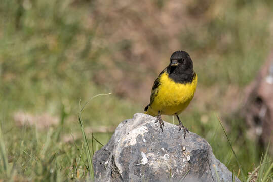 Image of Yellow-rumped Siskin