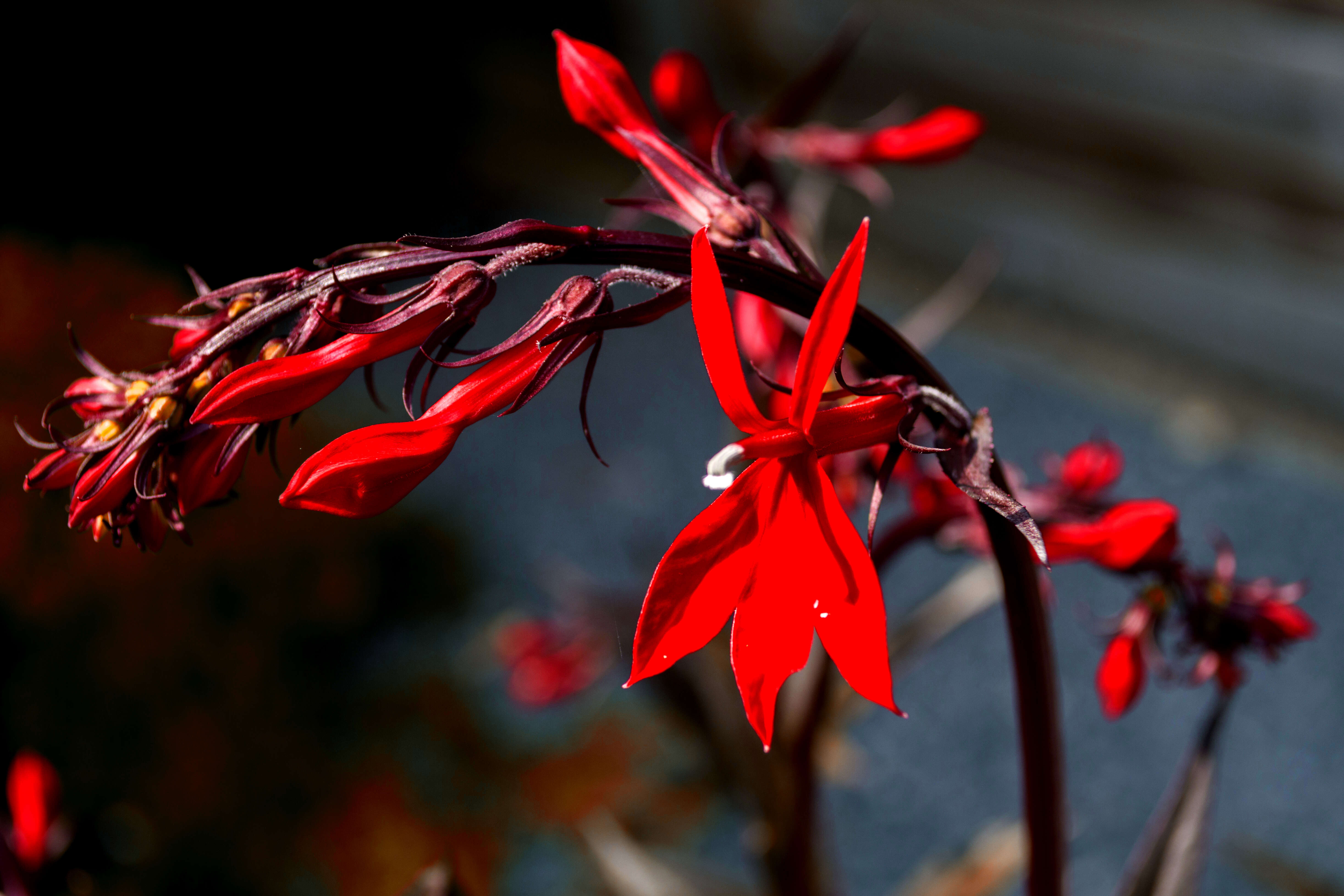 Image of Cardinal Flower