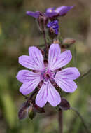 Image of Tuberous Cranesbill