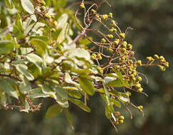 Image of threeleaf soapberry