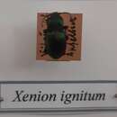 Image of Xenion ignitum (Kraatz 1875)