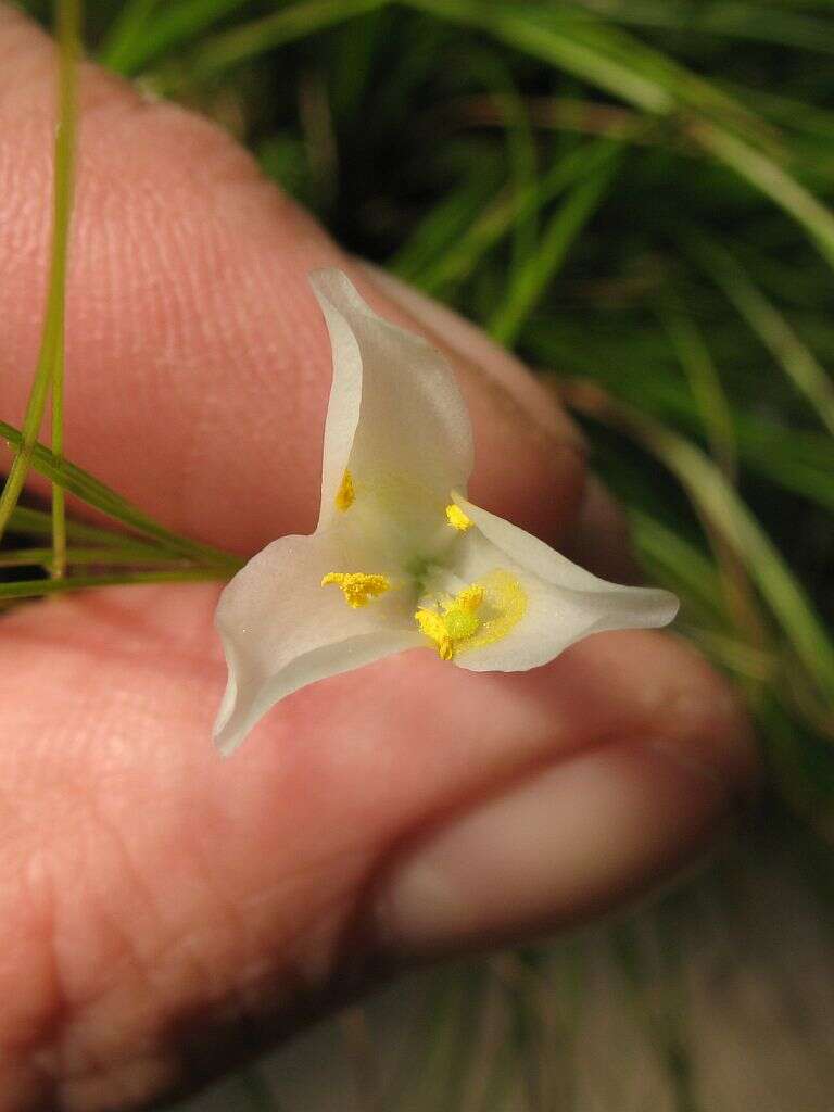 Image of Tillandsia alvareziae Rauh