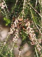 Image of dotted melaleuca