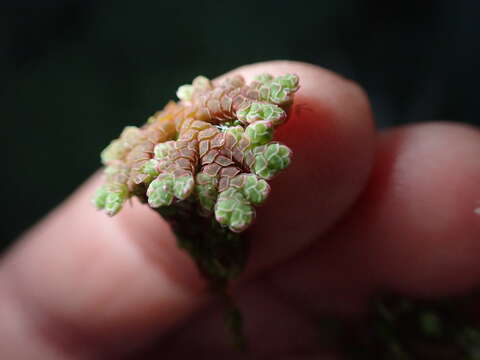 Image of Azolla rubra R. Br.