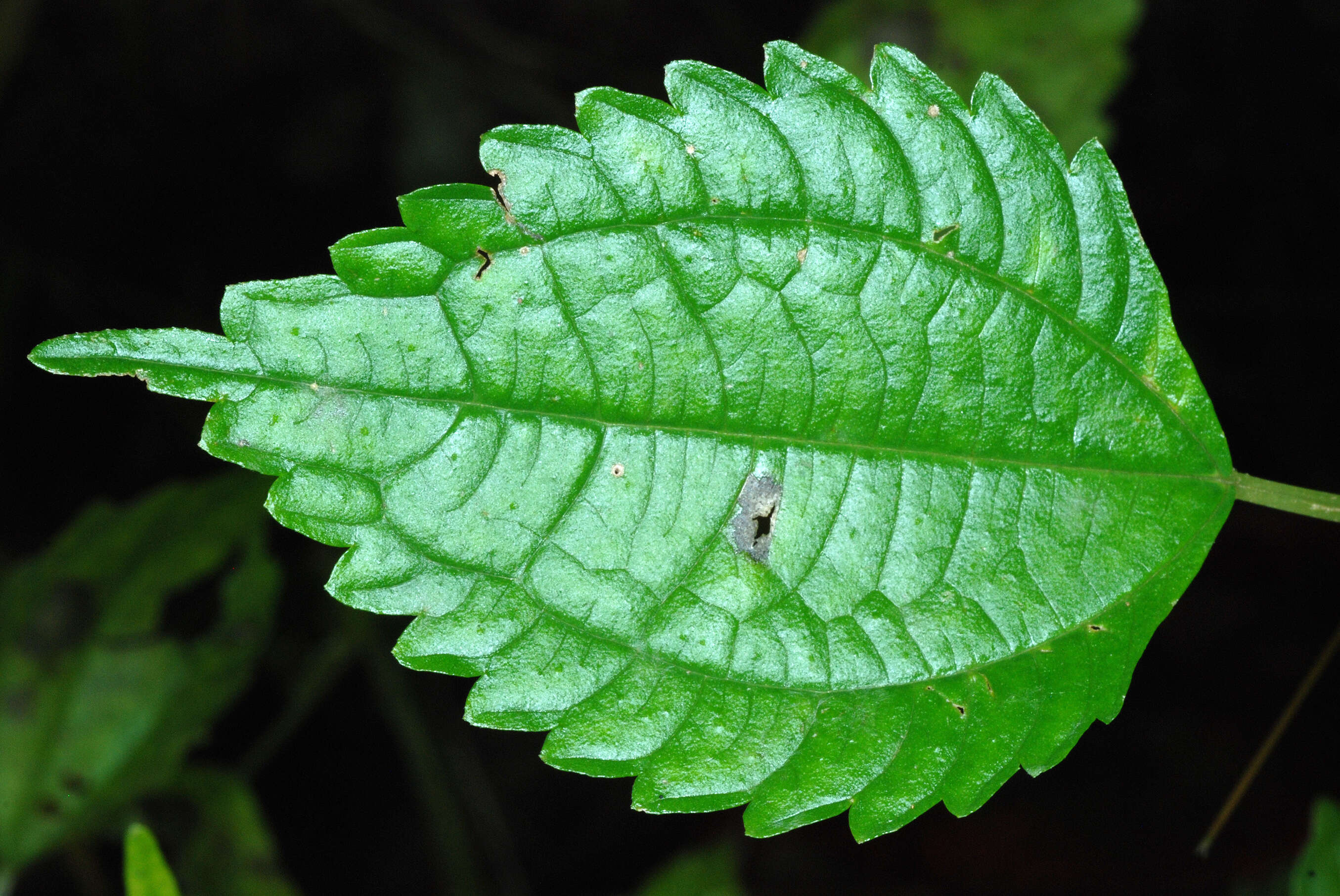 Image of Canadian clearweed