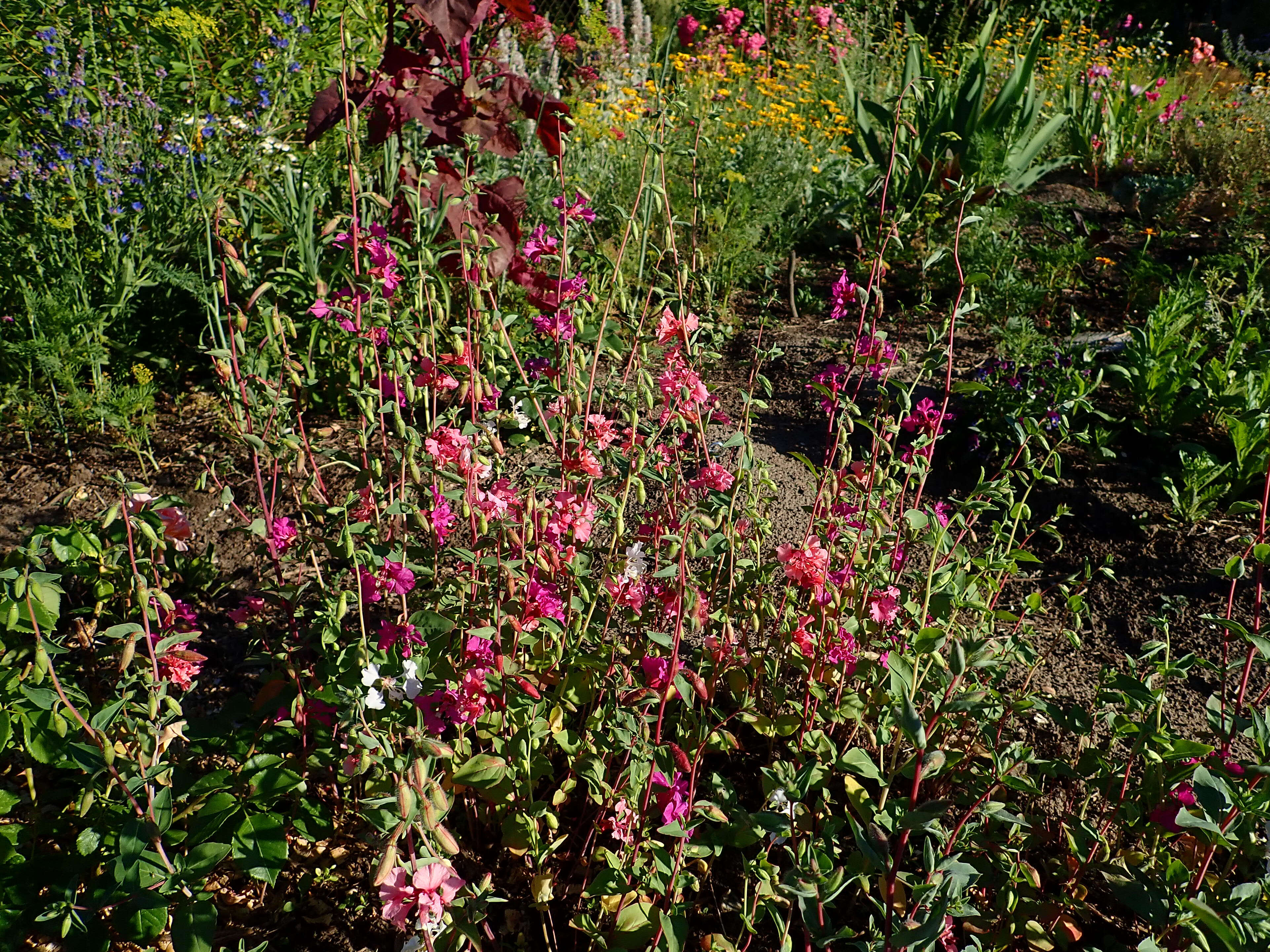 Image of elegant clarkia