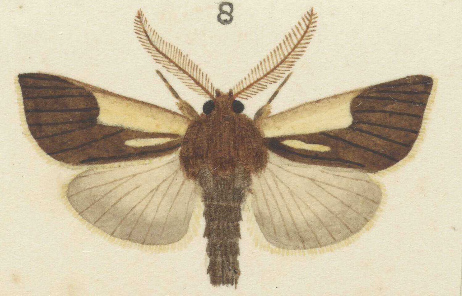 Image of Ichneutica dione Hudson 1898