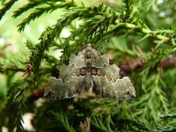 Image of green carpet