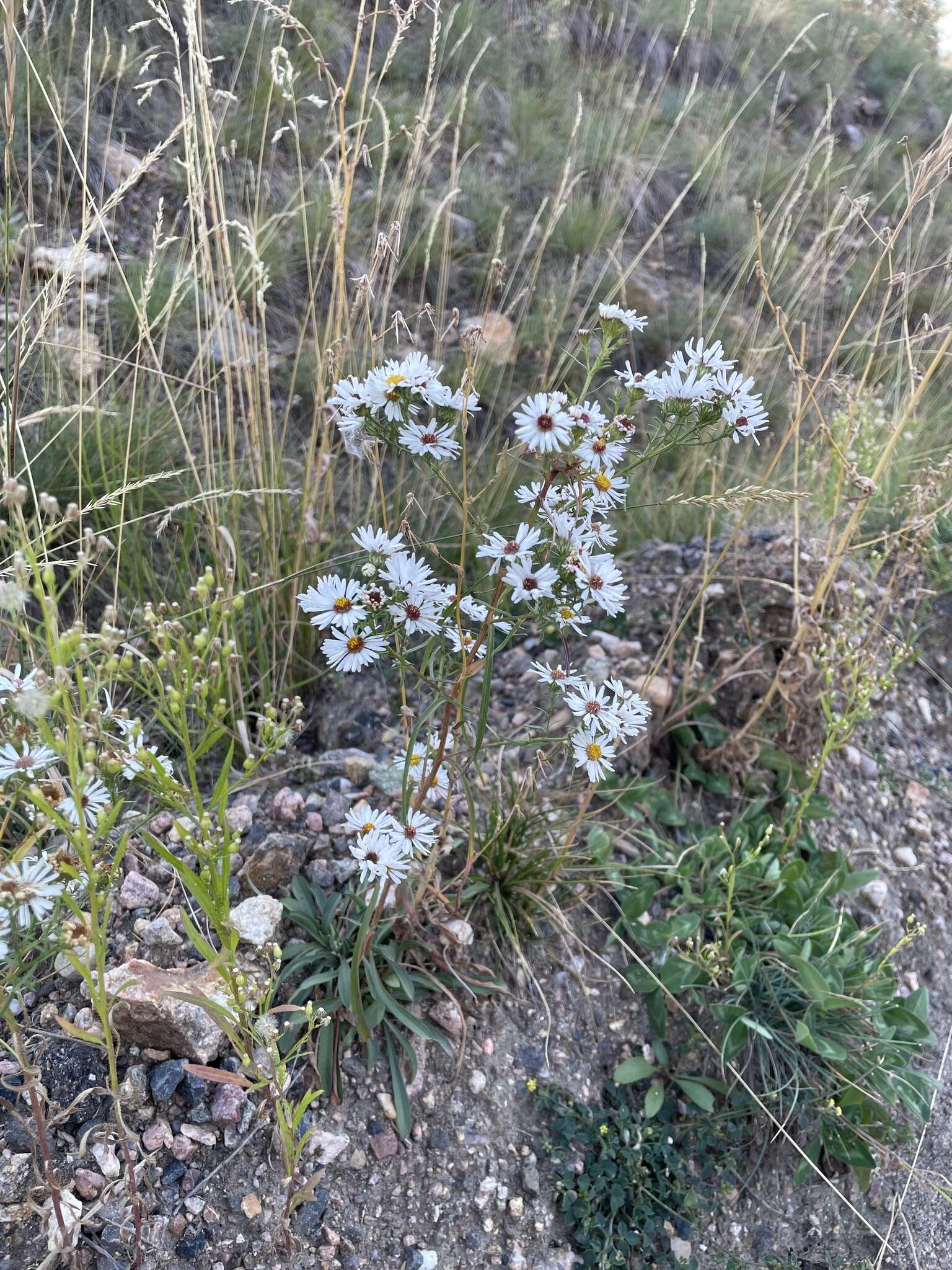 Image of Smooth White American-Aster