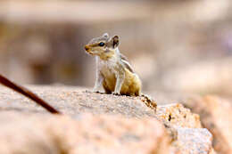 Image of squirrels, dormice, and relatives