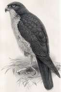 Image of Meyer's Goshawk