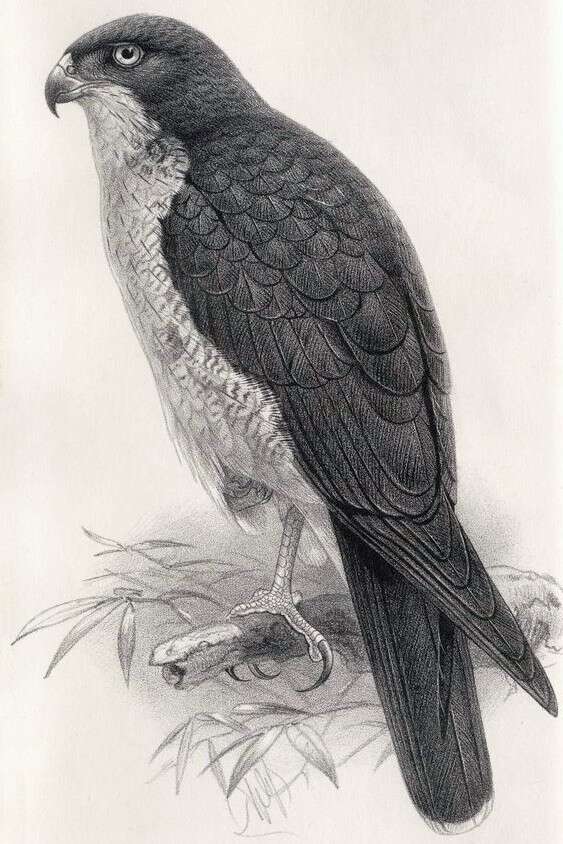 Imagem de Accipiter meyerianus (Sharpe 1878)
