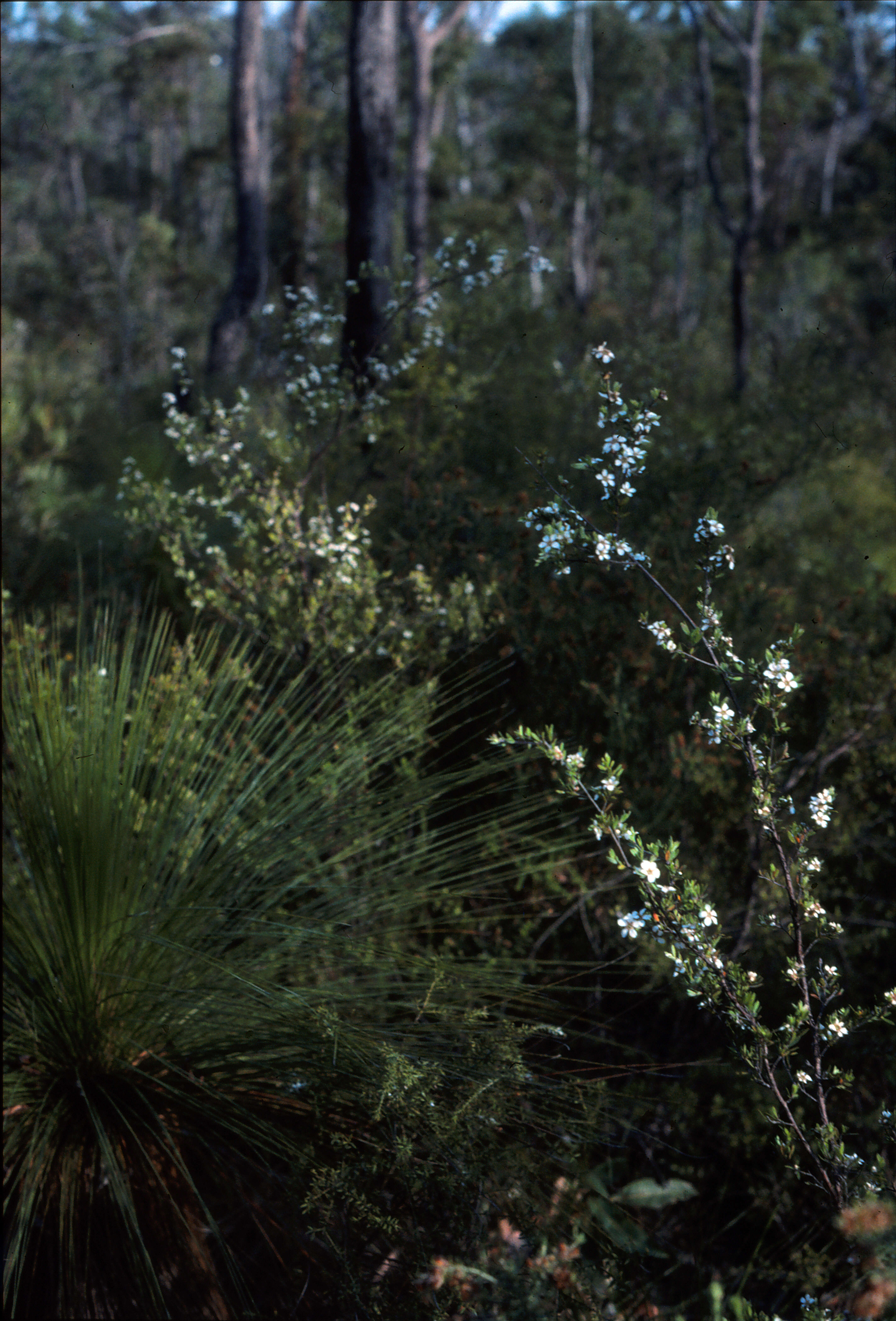 Image of Leptospermum semibaccatum Cheel