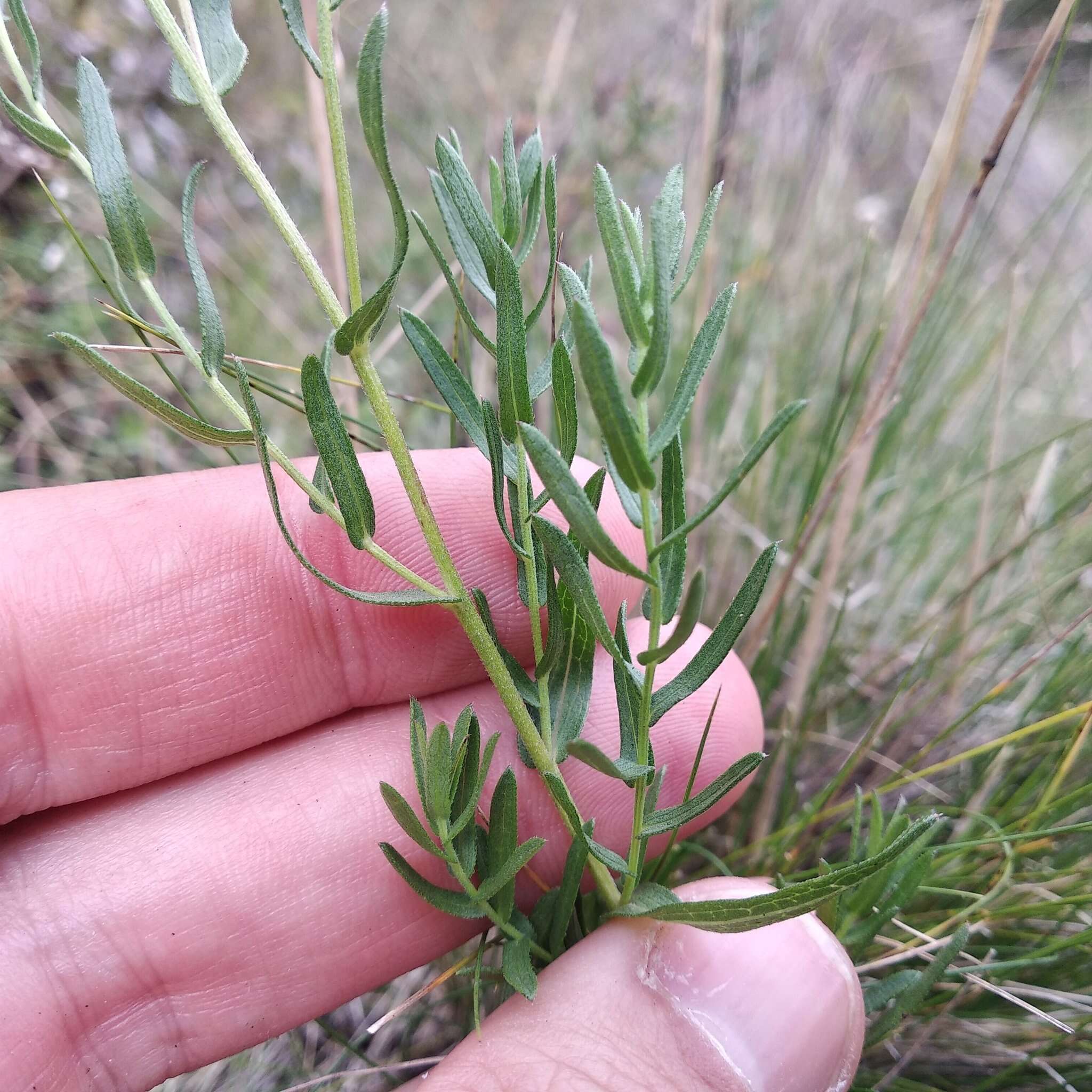 Image de Symphyotrichum trilineatum (Sch. Bip. ex Klatt) G. L. Nesom