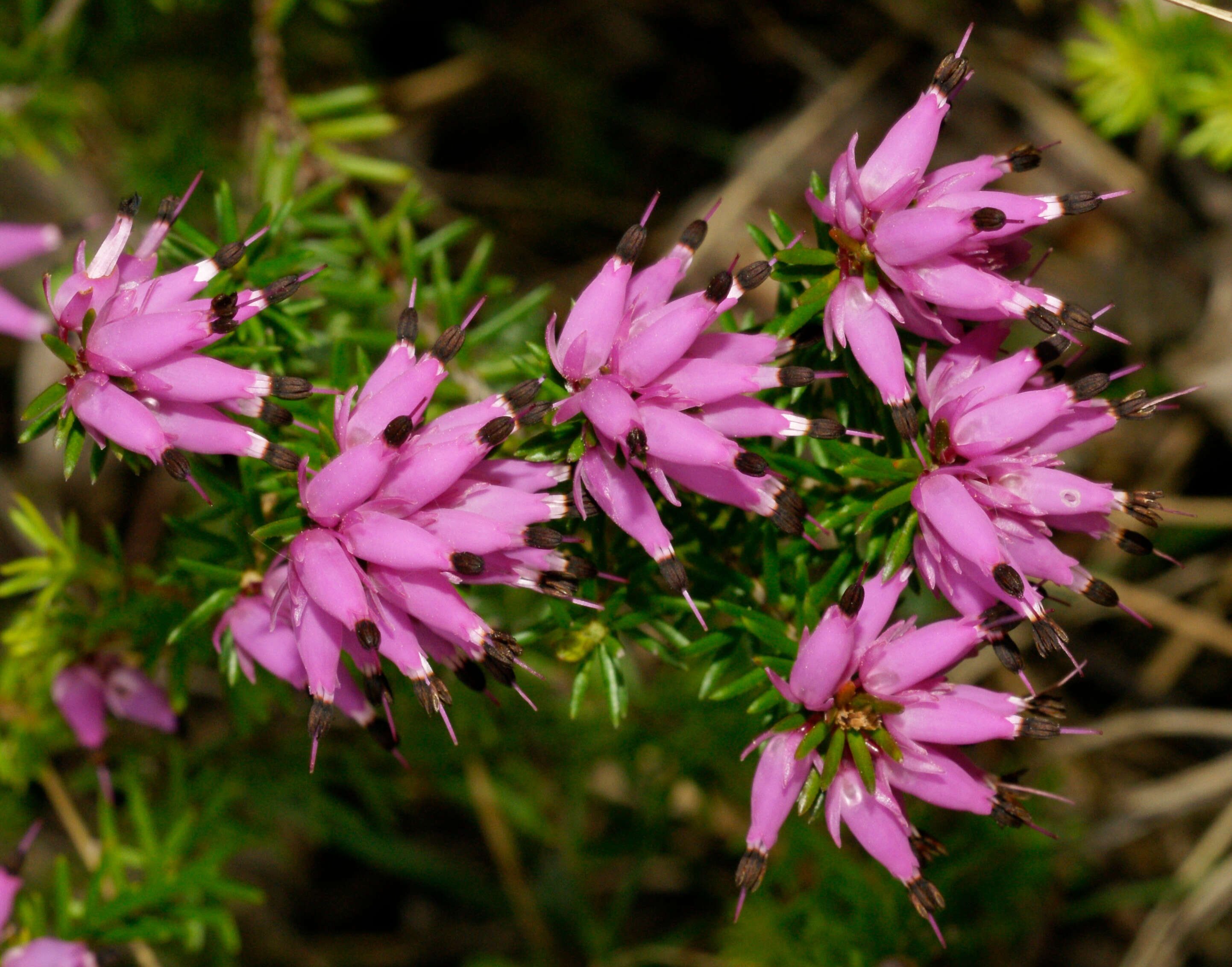 Imagem de Erica carnea L.