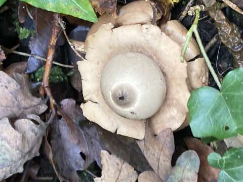 Image of Collared Earthstar