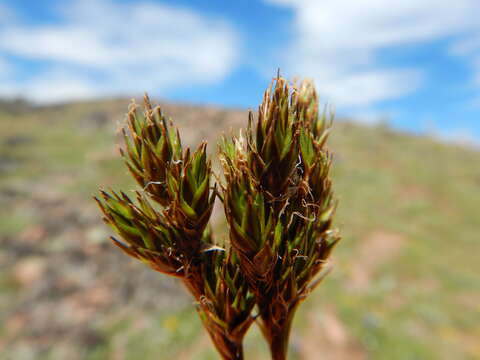 Image of Thick-Head Sedge