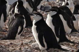 Image of Chinstrap Penguin