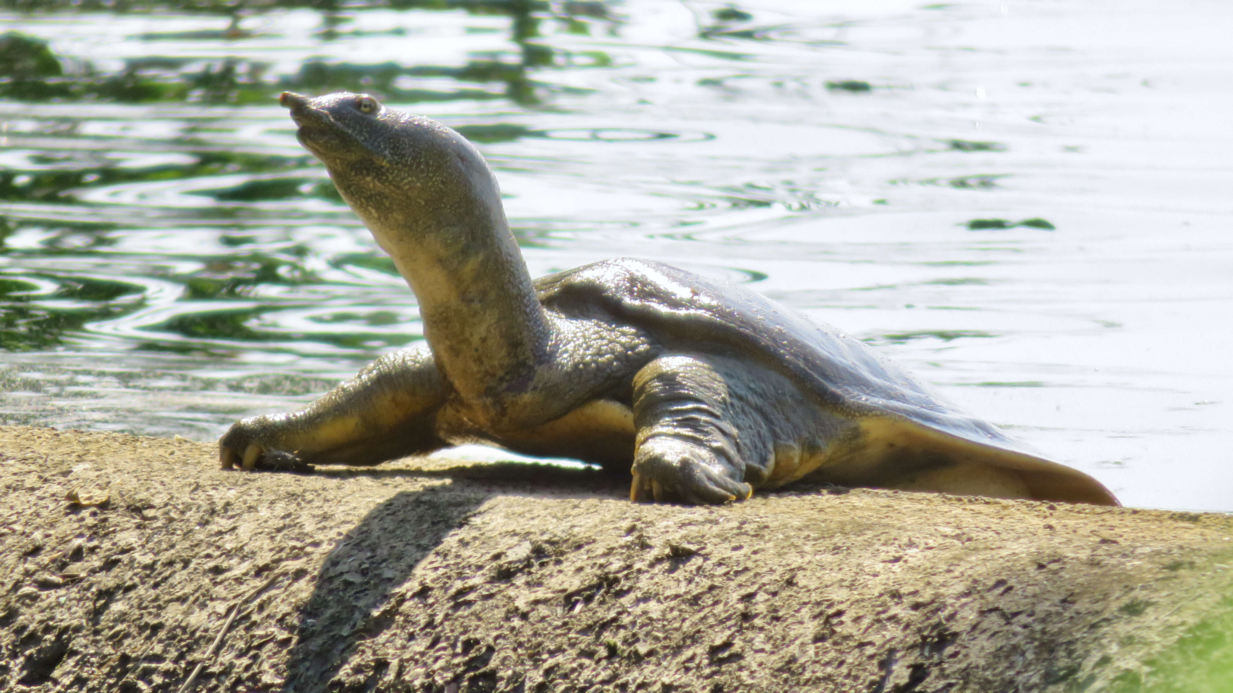 Image of Northern Chinese softshell turtle