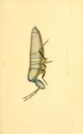 Image of Lepidocyrtus (Lepidocyrtus) curvicollis Bourlet & C 1839
