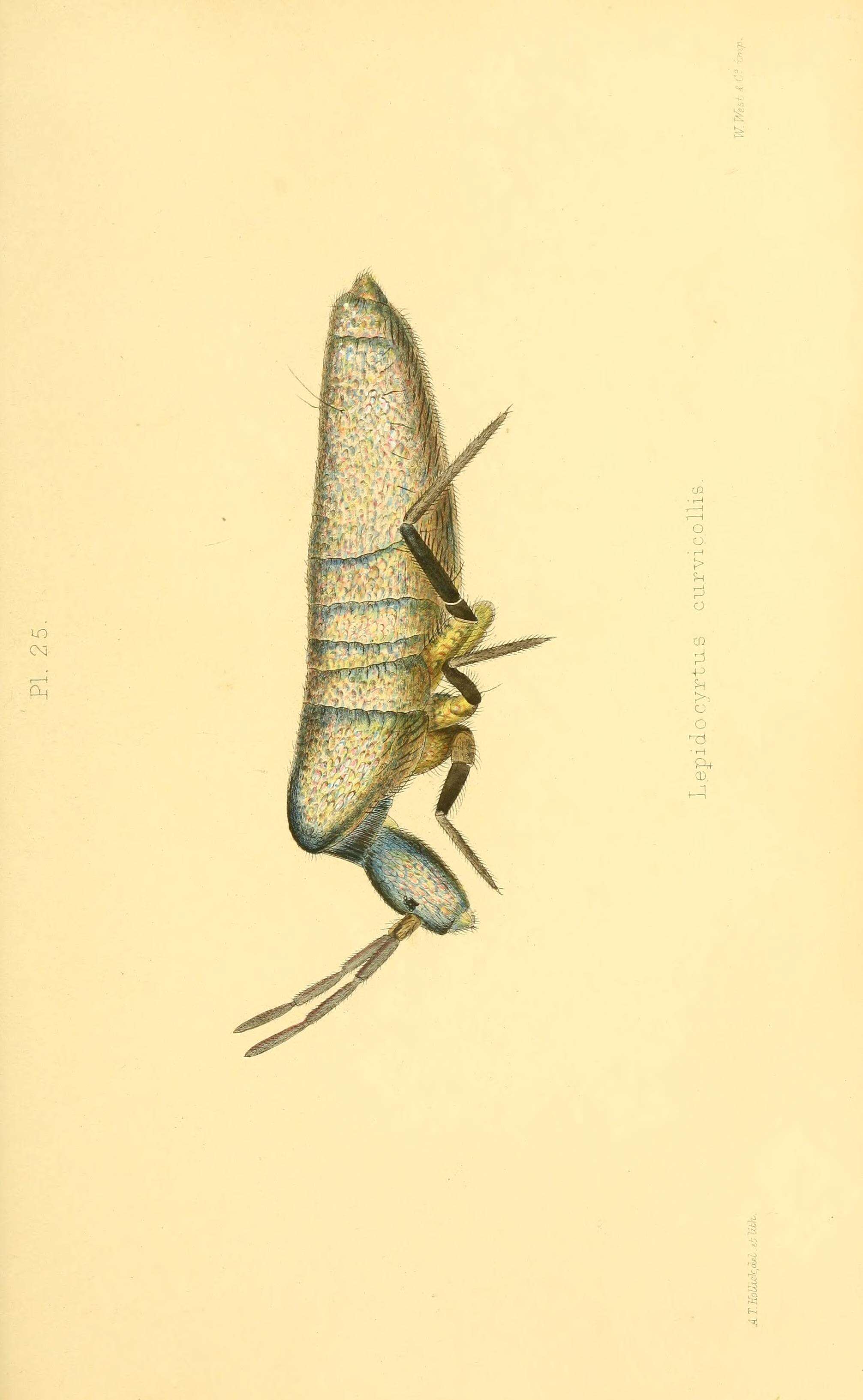 Image of Lepidocyrtus (Lepidocyrtus) curvicollis Bourlet & C 1839