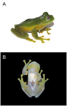 Image of Ikakogi ispacue Rada, Dias, Peréz-González, Anganoy-Criollo, Rueda-Solano, Pinto-E. & Mejía Quintero et al. 2019