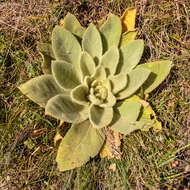 Image of Great Mullein