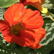 Image of nasturtium