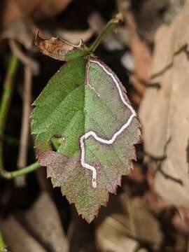 Image of Stigmella villosella (Clemens 1861) Newton et al. 1982