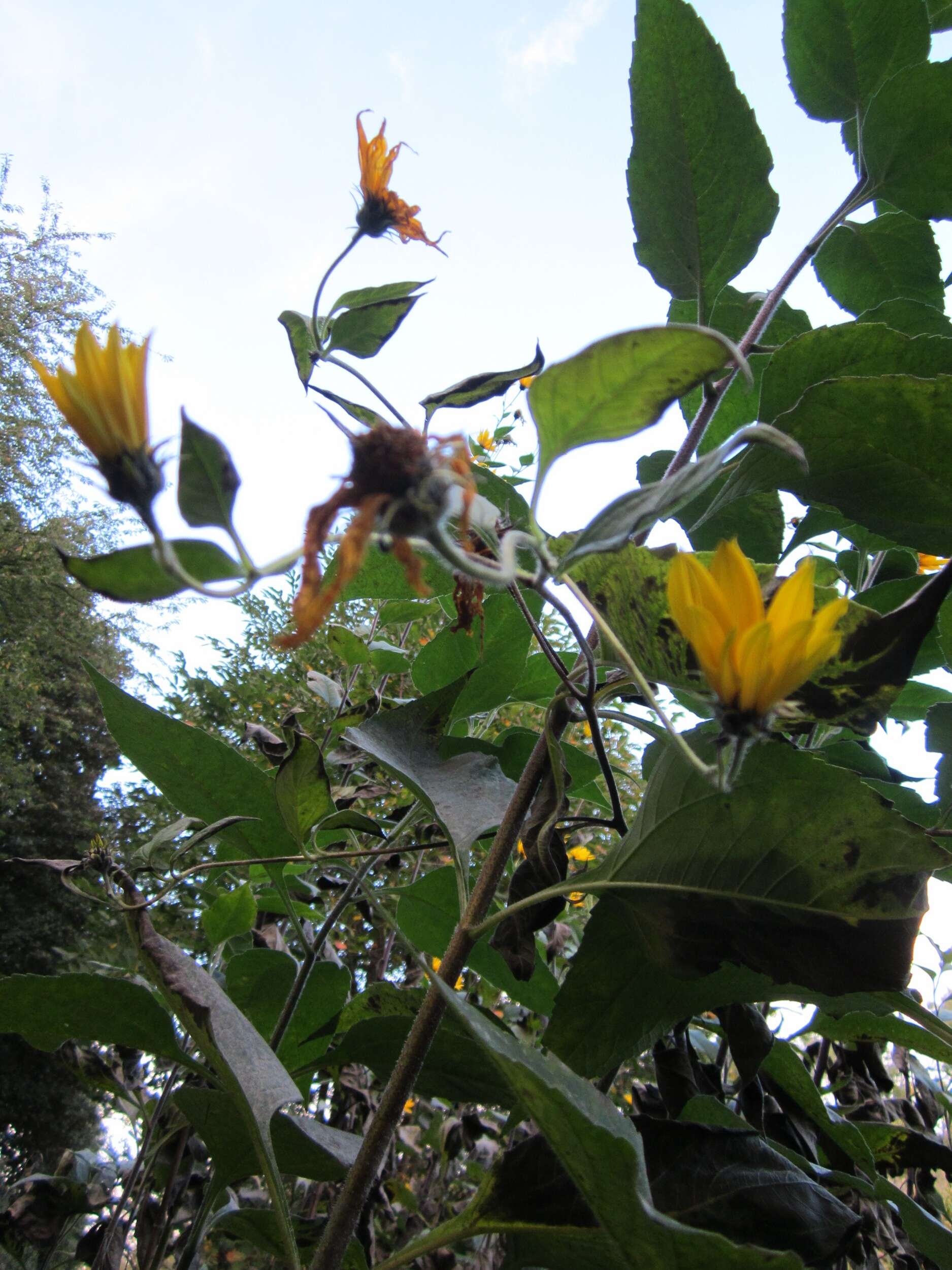 Image of Jerusalem artichoke