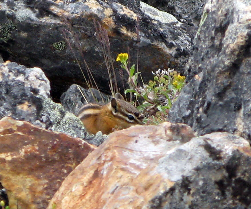 Image of Yellow-pine Chipmunk