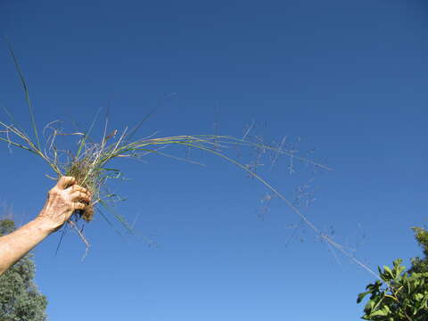 Image of Australian lovegrass