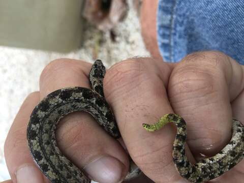 صورة Tropidophis caymanensis Battersby 1938