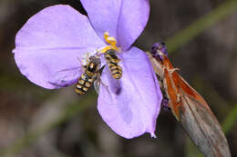 Image of Purple Flag