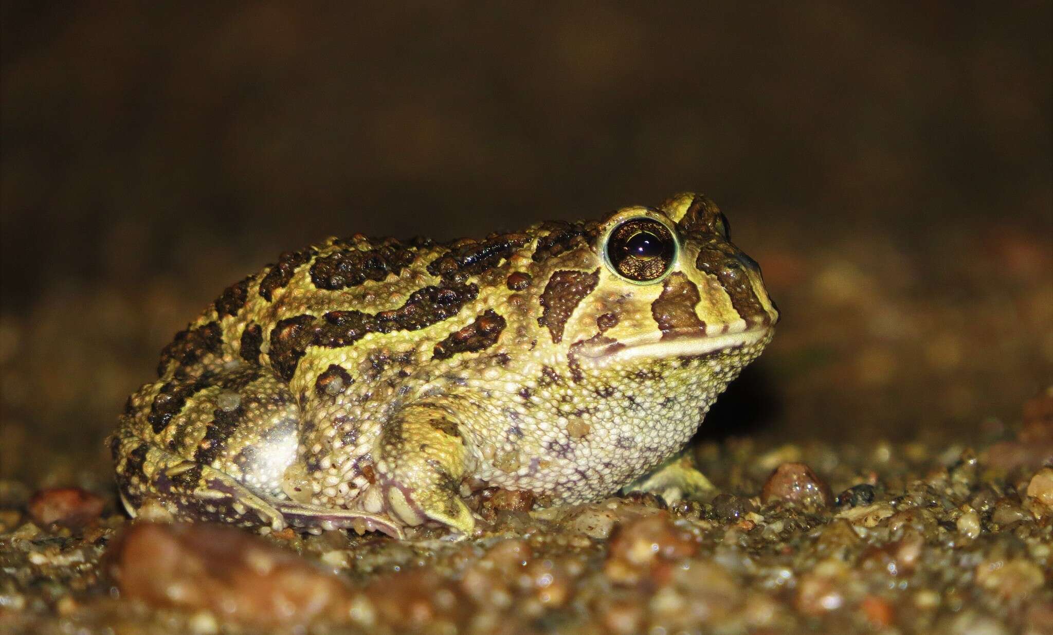 Image of American Ground Frog