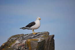 Image of Kelp Gull