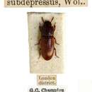 Image of Depressed flour beetle